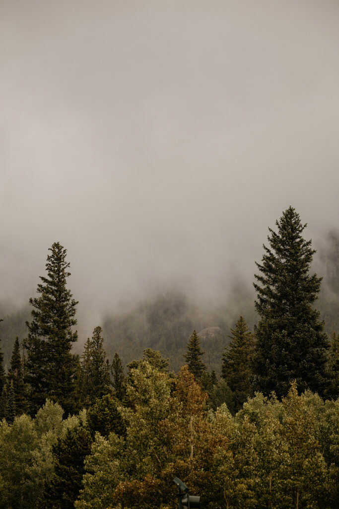 Detail photo of fog covering mountains with pine trees in foreground.