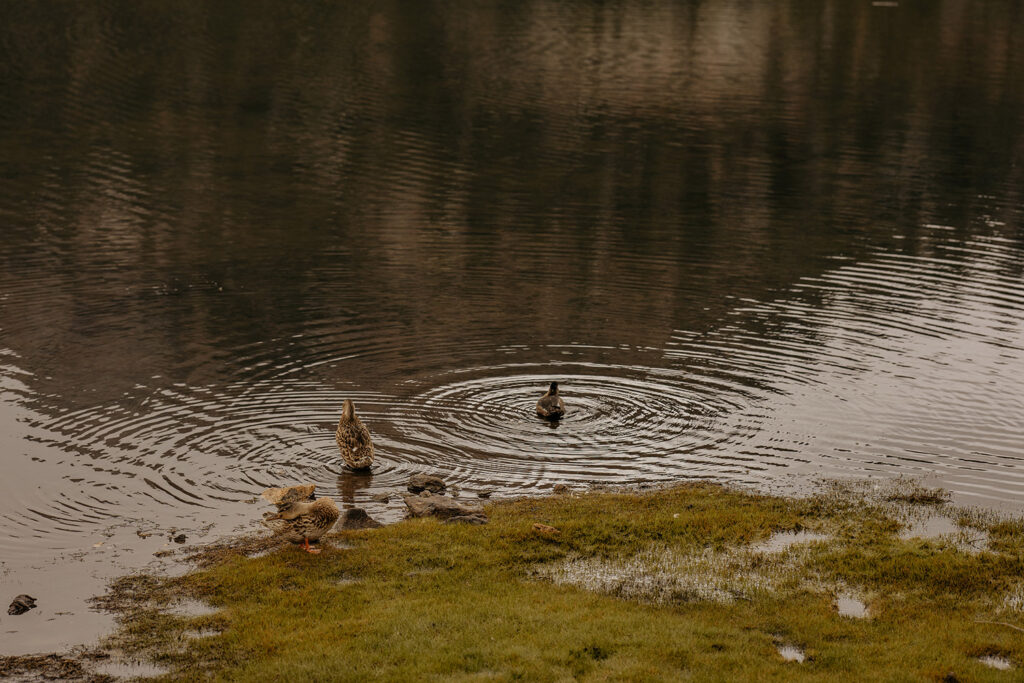 Detail photo of ducks diving for food in Lily Lake.