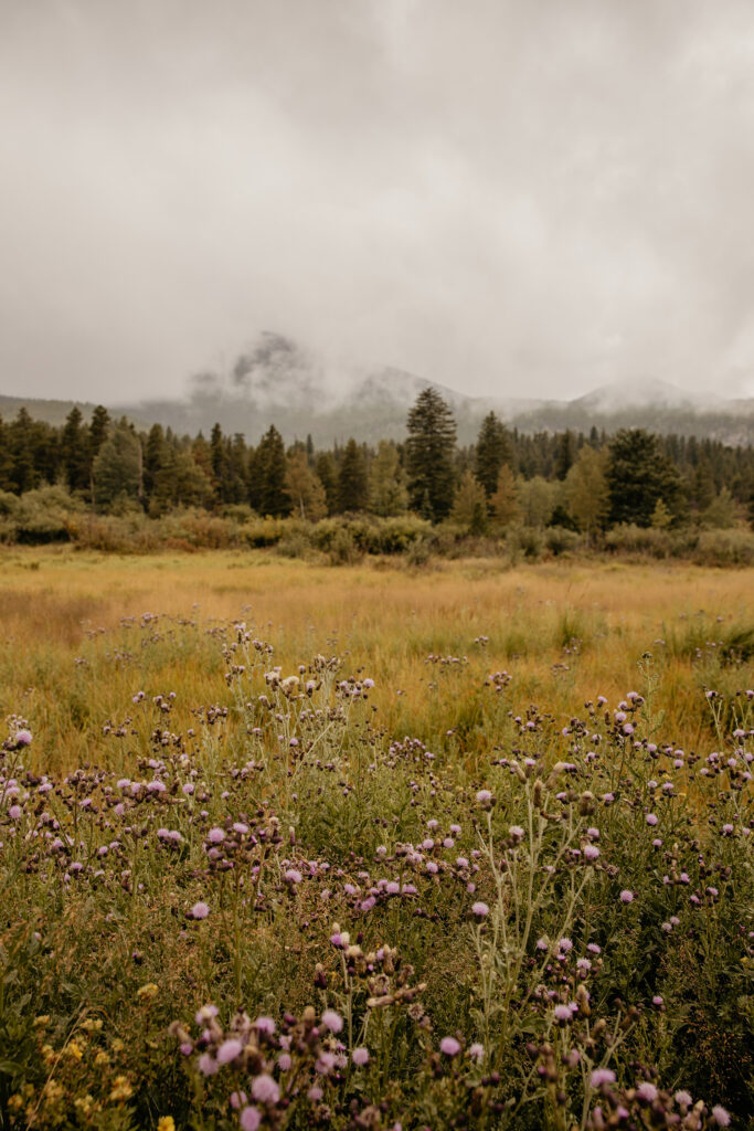 Detail photo of moody clouds covering mountains and wildflowers in the foreground.